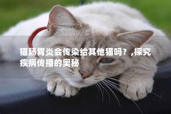 猫肠胃炎会传染给其他猫吗？,探究疾病传播的奥秘