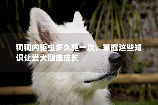 狗狗内驱虫多久驱一次，掌握这些知识让爱犬健康成长