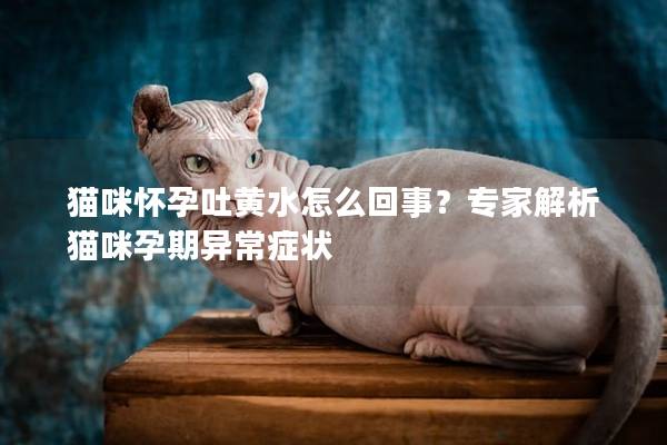 猫咪怀孕吐黄水怎么回事？专家解析猫咪孕期异常症状