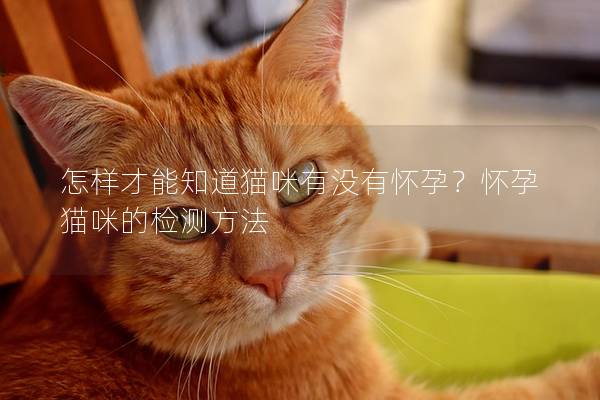 怎样才能知道猫咪有没有怀孕？怀孕猫咪的检测方法