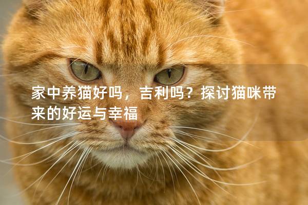 家中养猫好吗，吉利吗？探讨猫咪带来的好运与幸福