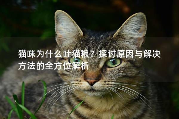 猫咪为什么吐猫粮？探讨原因与解决方法的全方位解析