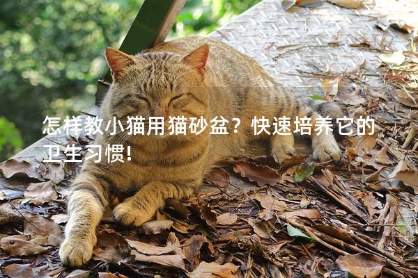 怎样教小猫用猫砂盆？快速培养它的卫生习惯!