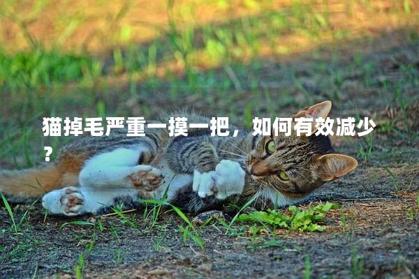 猫掉毛严重一摸一把，如何有效减少？