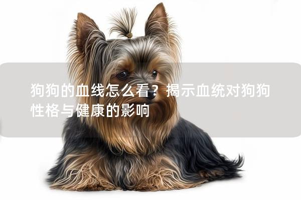 狗狗的血线怎么看？揭示血统对狗狗性格与健康的影响