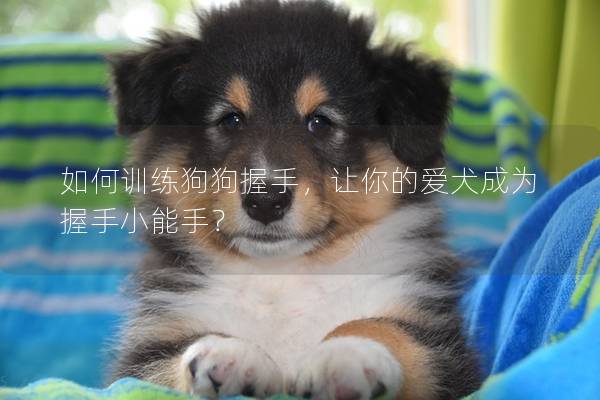 如何训练狗狗握手，让你的爱犬成为握手小能手？