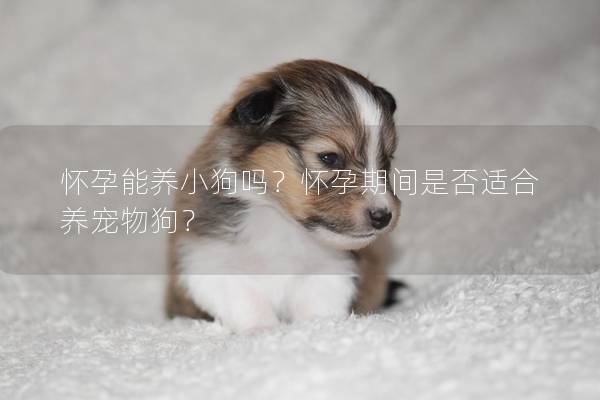 怀孕能养小狗吗？怀孕期间是否适合养宠物狗？