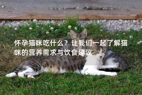 怀孕猫咪吃什么？让我们一起了解猫咪的营养需求与饮食建议