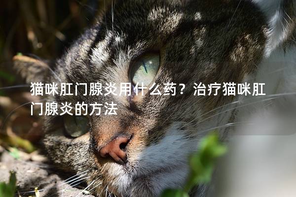 猫咪肛门腺炎用什么药？治疗猫咪肛门腺炎的方法