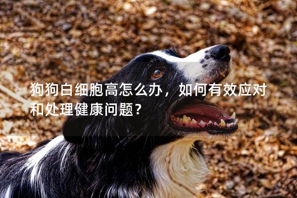 狗狗白细胞高怎么办，如何有效应对和处理健康问题？