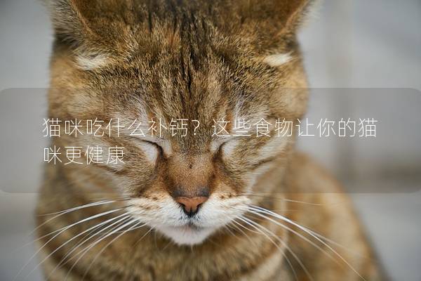 猫咪吃什么补钙？这些食物让你的猫咪更健康