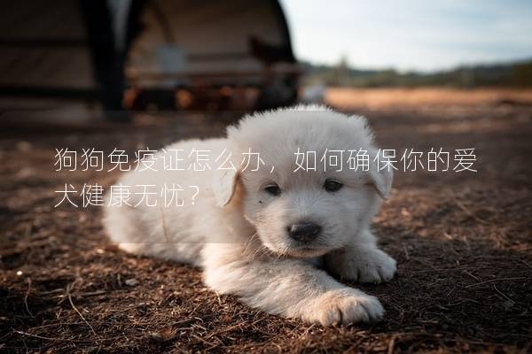 狗狗免疫证怎么办，如何确保你的爱犬健康无忧？