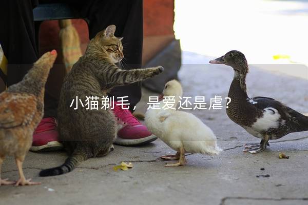 小猫剃毛，是爱还是虐？