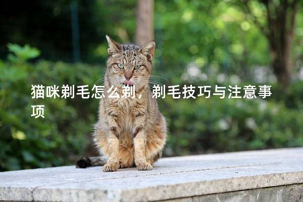 猫咪剃毛怎么剃，剃毛技巧与注意事项