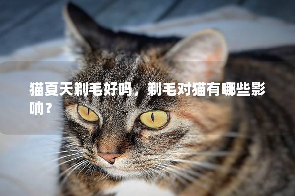 猫夏天剃毛好吗，剃毛对猫有哪些影响？