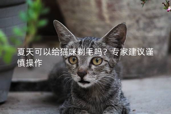 夏天可以给猫咪剃毛吗？专家建议谨慎操作