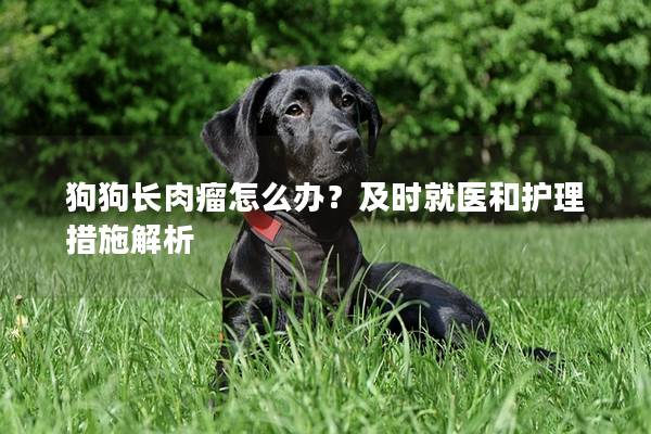 狗狗长肉瘤怎么办？及时就医和护理措施解析