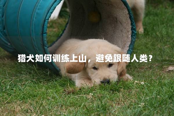 猎犬如何训练上山，避免跟随人类？