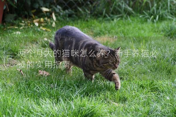 两个月大的猫咪怎么养？新手养猫必读的实用指南