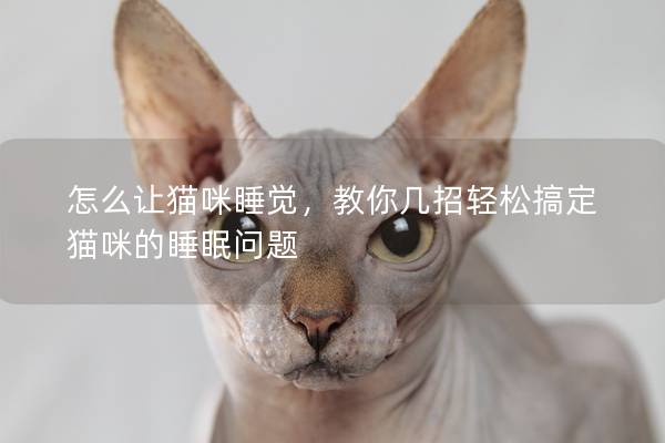 怎么让猫咪睡觉，教你几招轻松搞定猫咪的睡眠问题