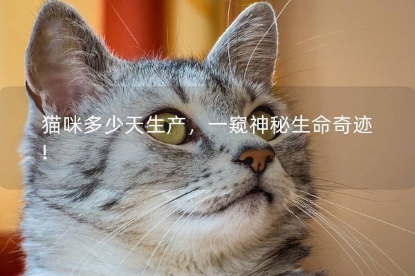 猫咪多少天生产，一窥神秘生命奇迹!