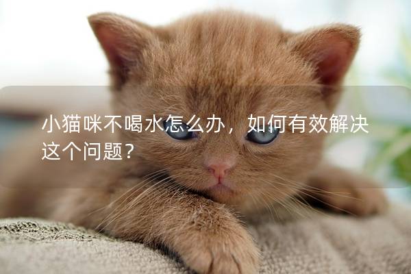 小猫咪不喝水怎么办，如何有效解决这个问题？