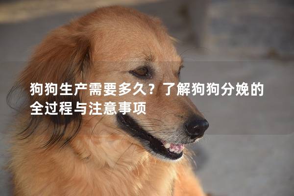 狗狗生产需要多久？了解狗狗分娩的全过程与注意事项