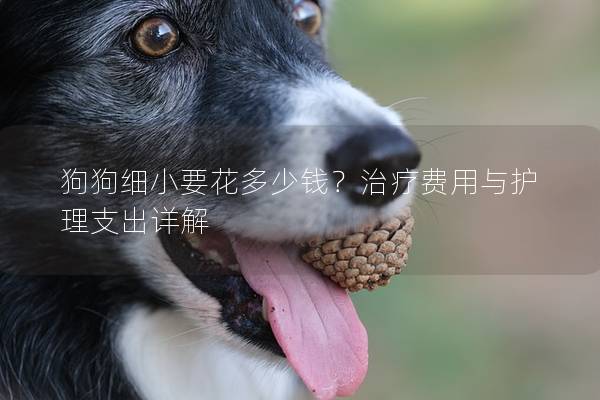 狗狗细小要花多少钱？治疗费用与护理支出详解