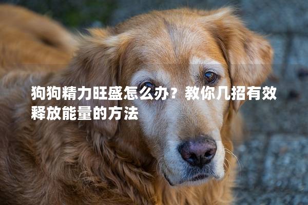 狗狗精力旺盛怎么办？教你几招有效释放能量的方法