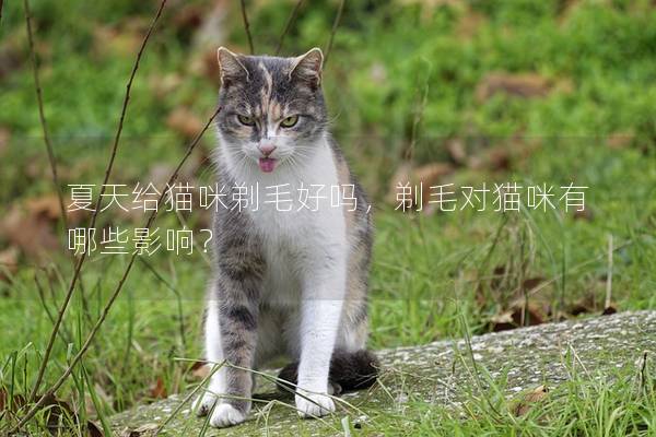 夏天给猫咪剃毛好吗，剃毛对猫咪有哪些影响？