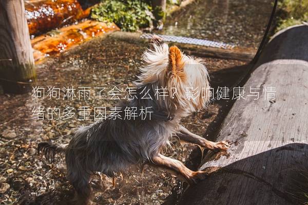 狗狗淋雨了会怎么样？影响健康与情绪的多重因素解析