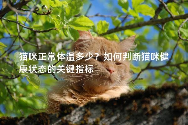 猫咪正常体温多少？如何判断猫咪健康状态的关键指标