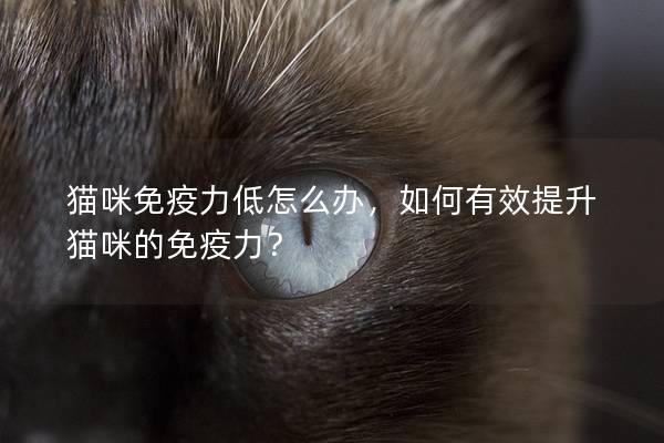 猫咪免疫力低怎么办，如何有效提升猫咪的免疫力？