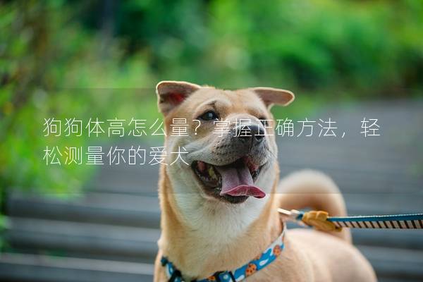 狗狗体高怎么量？掌握正确方法，轻松测量你的爱犬