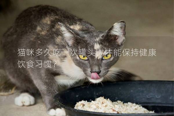 猫咪多久吃一次罐头，才能保持健康饮食习惯？