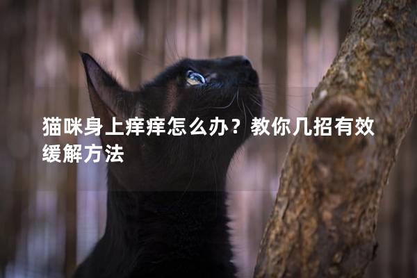 猫咪身上痒痒怎么办？教你几招有效缓解方法