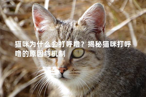 猫咪为什么会打呼噜？揭秘猫咪打呼噜的原因与机制