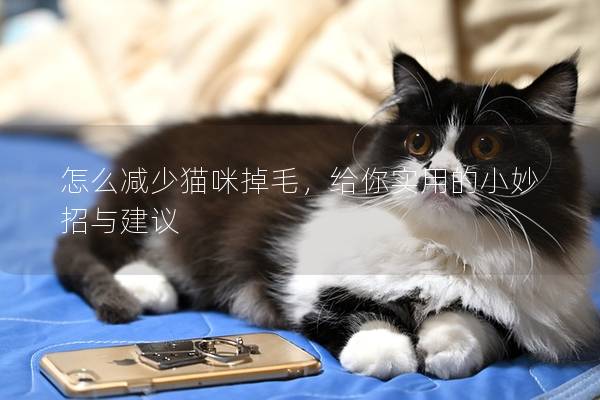 怎么减少猫咪掉毛，给你实用的小妙招与建议