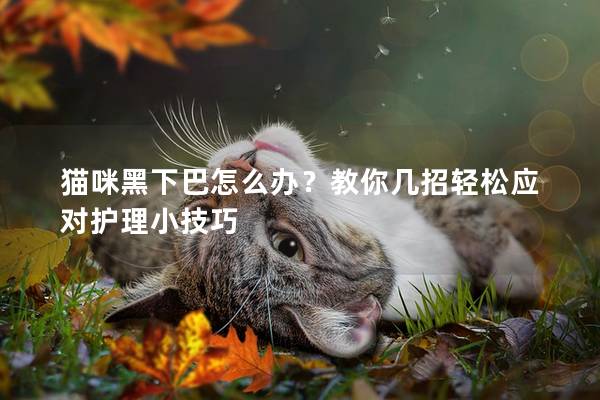 猫咪黑下巴怎么办？教你几招轻松应对护理小技巧