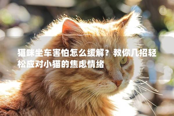 猫咪坐车害怕怎么缓解？教你几招轻松应对小猫的焦虑情绪