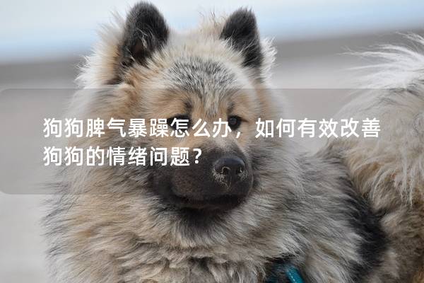 狗狗脾气暴躁怎么办，如何有效改善狗狗的情绪问题？