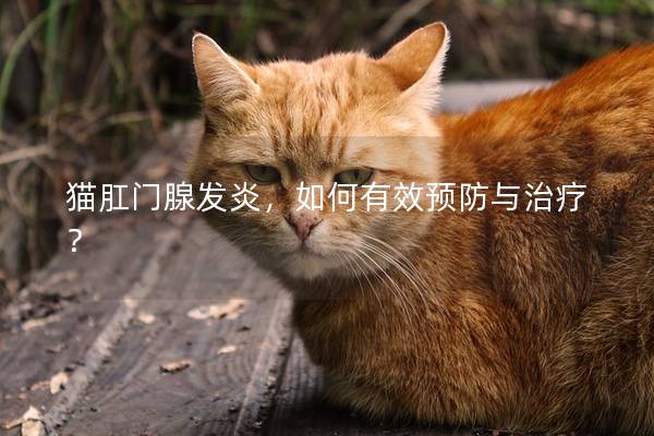 猫肛门腺发炎，如何有效预防与治疗？