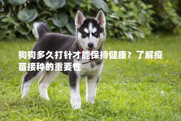 狗狗多久打针才能保持健康？了解疫苗接种的重要性