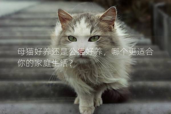 母猫好养还是公猫好养，哪个更适合你的家庭生活？