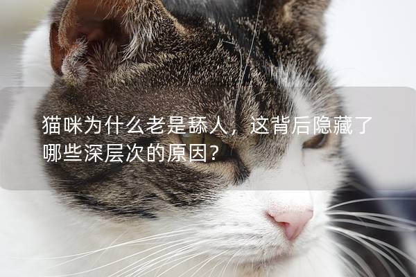 猫咪为什么老是舔人，这背后隐藏了哪些深层次的原因？