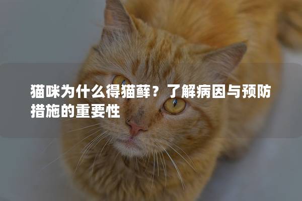 猫咪为什么得猫藓？了解病因与预防措施的重要性