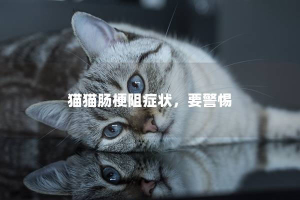 猫猫肠梗阻症状，要警惕