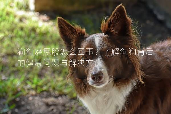 狗狗磨屁股怎么回事？了解狗狗背后的健康问题与解决方法