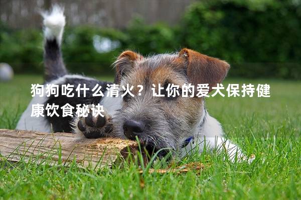 狗狗吃什么清火？让你的爱犬保持健康饮食秘诀