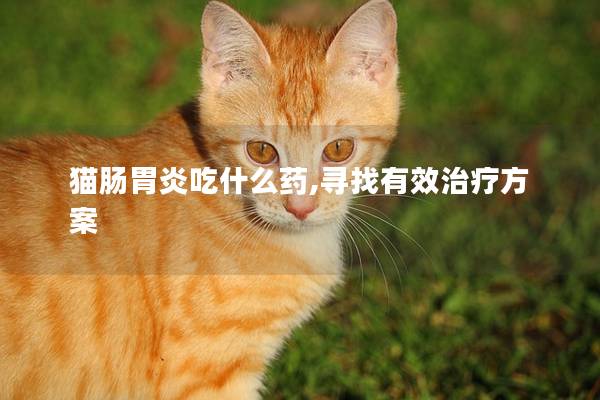 猫肠胃炎吃什么药,寻找有效治疗方案